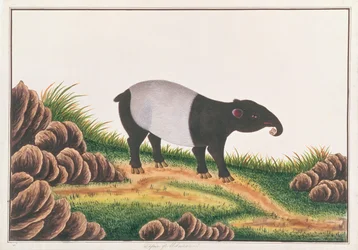 Tapir Malese, da Disegni di Animali, Insetti e Rettili di Malacca, c.1805-18